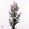 Aster Blue Monarch