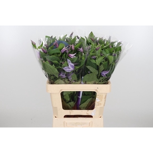 Clem Star River Lavendel