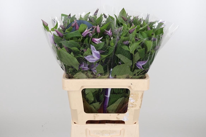 <h4>Clem Star River Lavendel</h4>