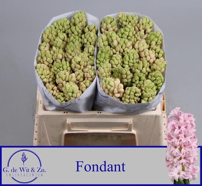 <h4>HYAC FONDANT</h4>