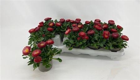 Bellis P Gr Rog Red