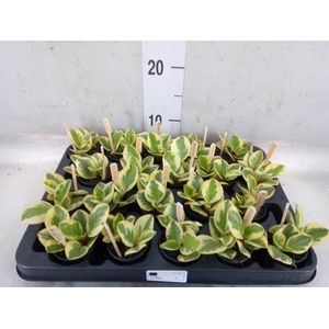 Peperomia obt. 'Obtipan Bicolor'