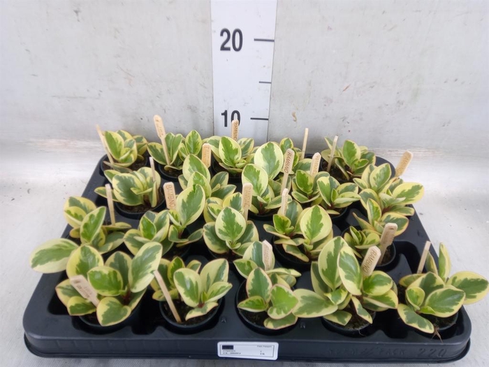 <h4>Peperomia obt. 'Obtipan Bicolor'</h4>