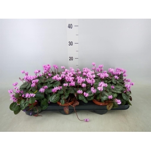 Cyclamen coum