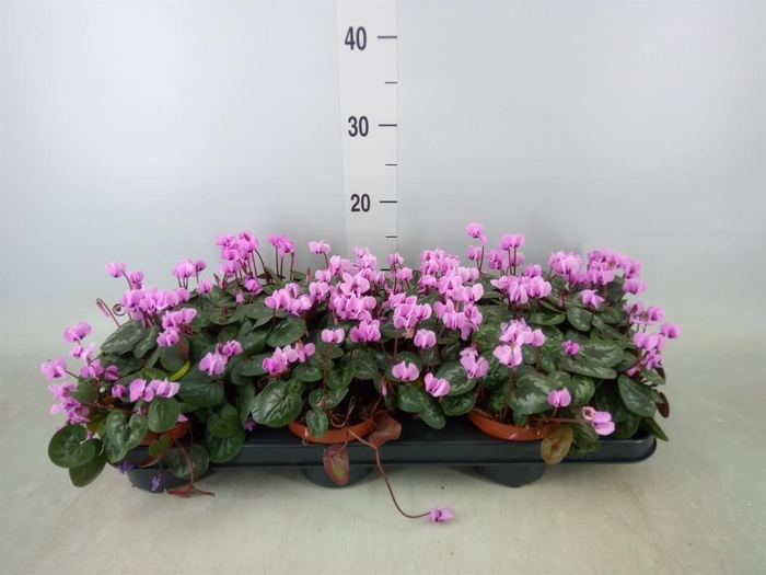 <h4>Cyclamen coum</h4>