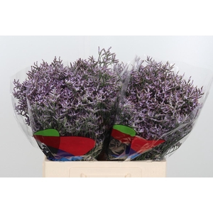 Limon Safora Lilac