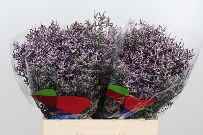 <h4>Limon Safora Lilac</h4>