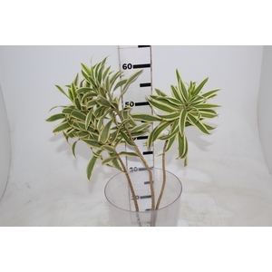 FOLHAGEM DRACENA PLEOMELE VARIEGATA