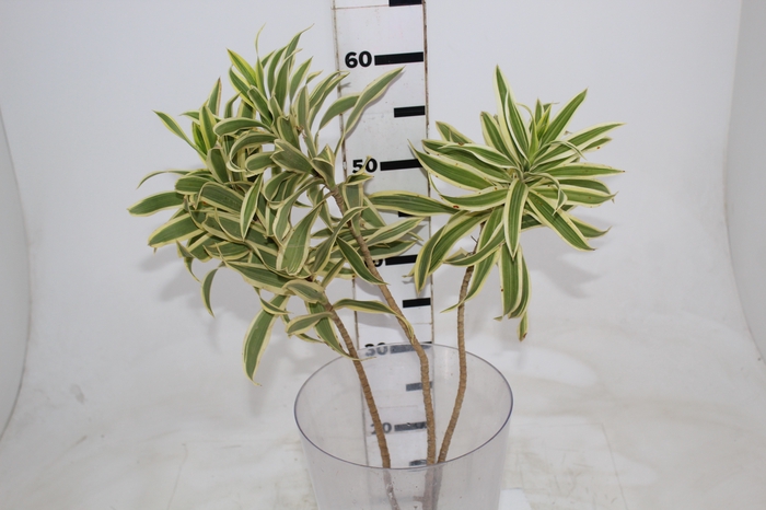 <h4>FOLHAGEM DRACENA PLEOMELE VARIEGATA</h4>