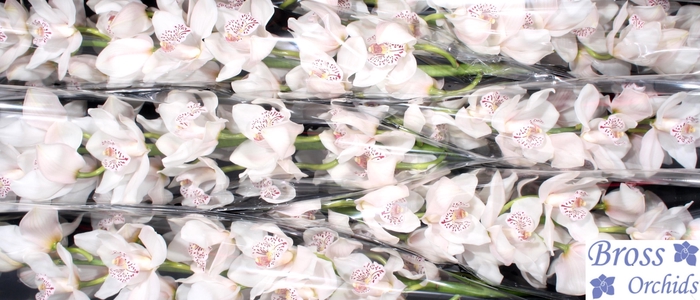 <h4>CYMB T VENEZIA</h4>