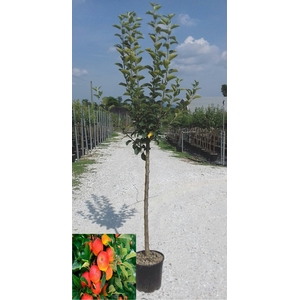 Malus overig