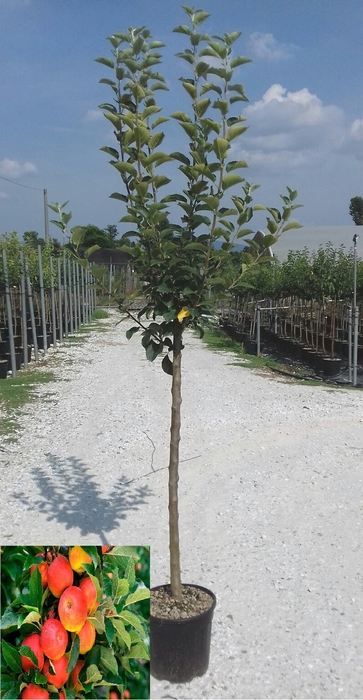 <h4>Malus overig</h4>