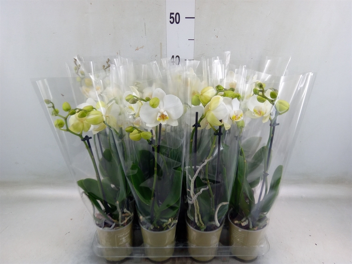 <h4>Phalaenopsis   ...white</h4>