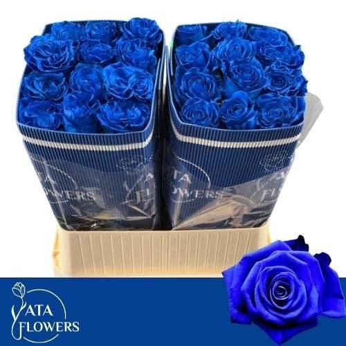 <h4>R GR TINTED BLUE L7</h4>