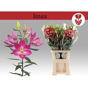 LI OR IMAX