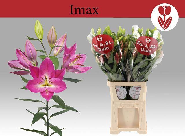 <h4>LI OR IMAX</h4>