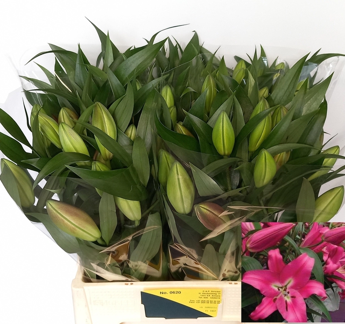 <h4>LI OT CORVETTE</h4>