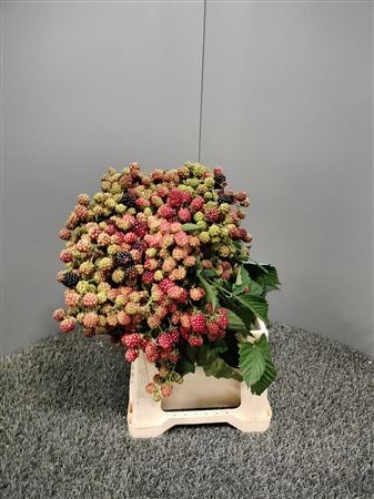 <h4>Rubus Thornless 50cm</h4>