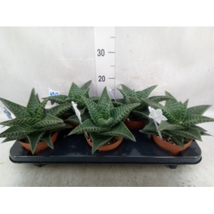 xGasteraloe  'Tiki Zilla'