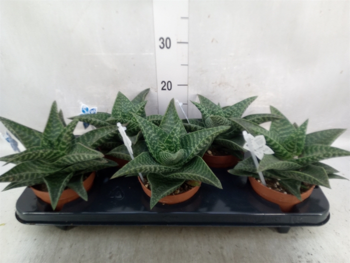 <h4>xGasteraloe  'Tiki Zilla'</h4>