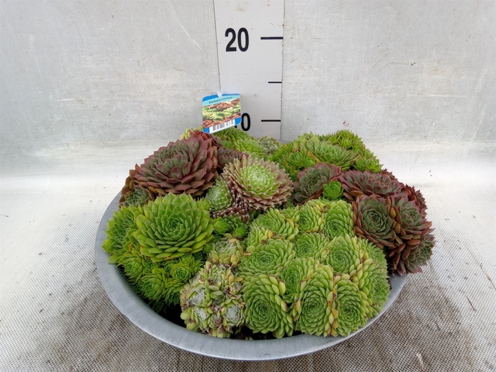 <h4>Sempervivum   ...</h4>