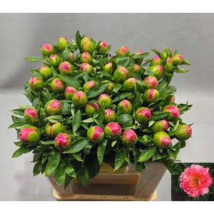 PAEO HH PINK HAWAI C