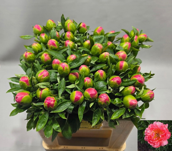 <h4>PAEO HH PINK HAWAI C</h4>