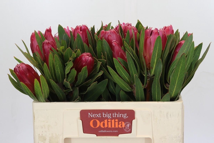 <h4>Protea Brenda</h4>