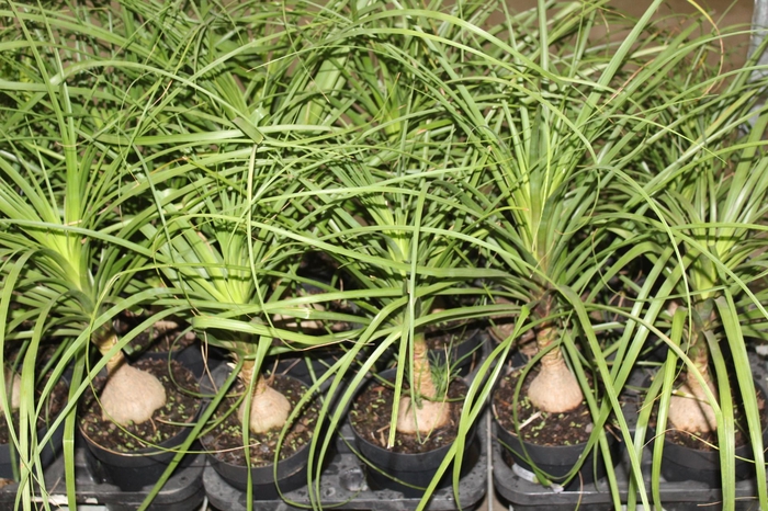 <h4>BEAUCARNEA P17</h4>