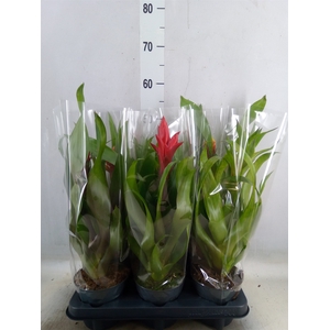 Guzmania   ...mix