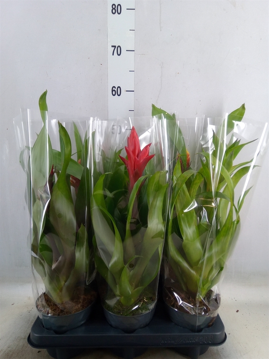 <h4>Guzmania   ...mix</h4>