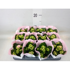 Kalanchoe  'RoseFlow Harlow'