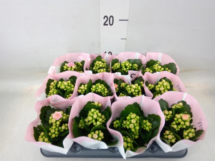 <h4>Kalanchoe  'RoseFlow Harlow'</h4>