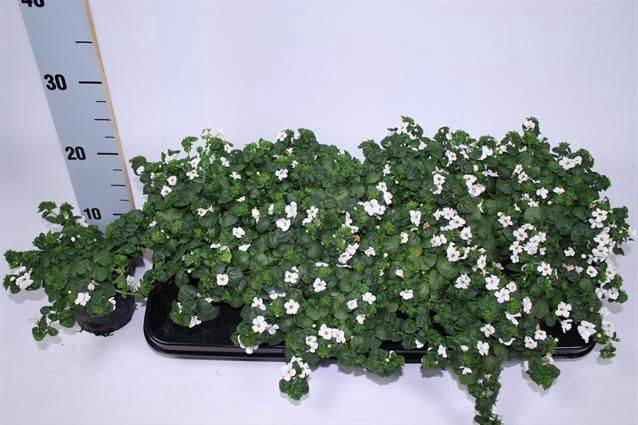 <h4>SUTERA WHITE SHOWERS</h4>