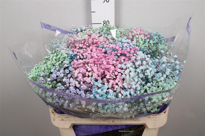 <h4>Gyps Rainbow Anton</h4>