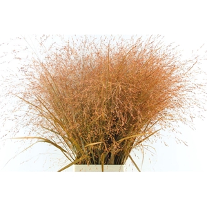 Siergras Ov Klb Oranje