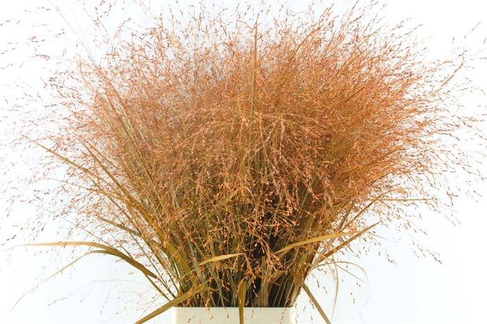 <h4>Siergras Ov Klb Oranje</h4>