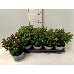 HEBE ALL BLOOMS GEM