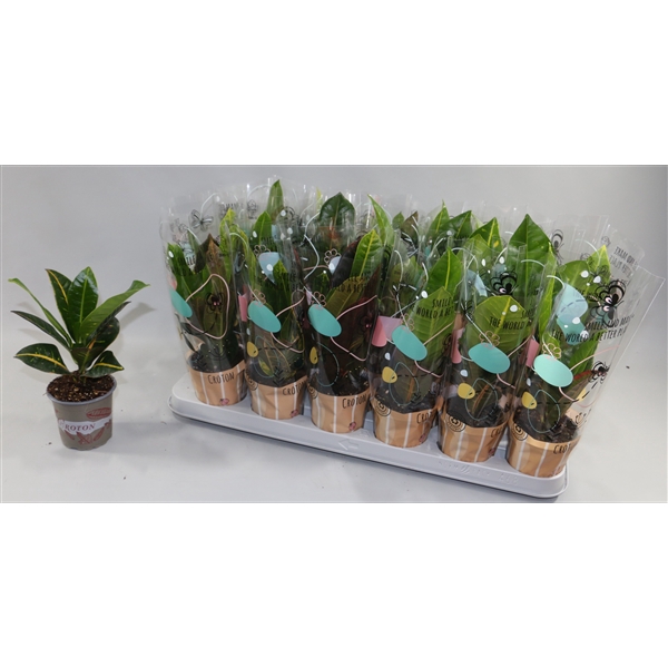 <h4>Croton Gemengd 9cm 2 soorten in Design Hoes</h4>