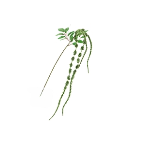 Amaranthus Spray Green