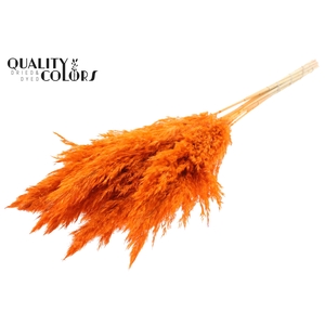 Pampas Grass 70cm 10st/bunch Bleached Orange
