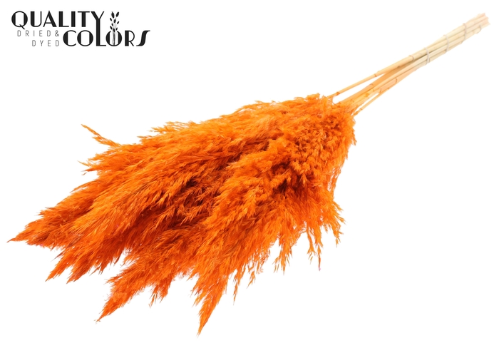 <h4>Pampas Grass 70cm 10st/bunch Bleached Orange</h4>