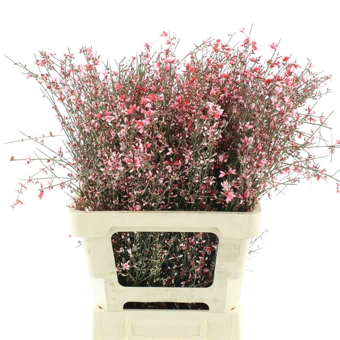 <h4>GENISTA KLB BS H%</h4>