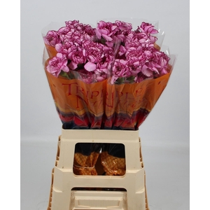 DI ST ROYAL DAMASCUS