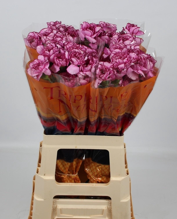 <h4>DI ST ROYAL DAMASCUS</h4>