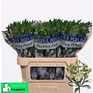 Alstroemeria Fl Pinot