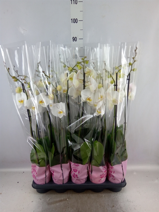 <h4>Phalaenopsis   ...white</h4>