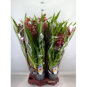Cymbidium   ...