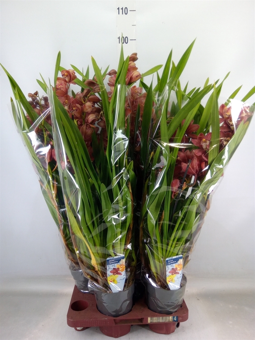 <h4>Cymbidium   ...</h4>