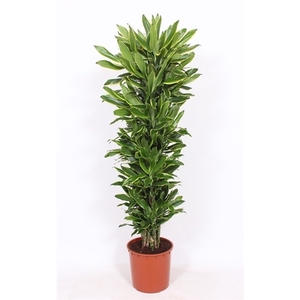 Dracaena Golden Coast